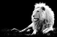 Илья Чёрный