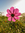 Lilian Rose | 10 comments