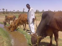 منصور حاج سابل