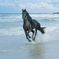 أبو عبدالله