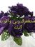Yousra ...