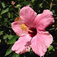 Debbi Johnson Denton