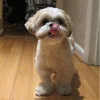 Alexis Platis Singer