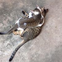 ณัฐพงศ์ แควภูเขียว