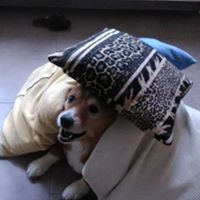 Crystal Wright-Kornelius