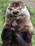 Otter