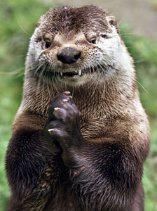 Otter