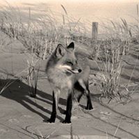 Christopher Mcandrew