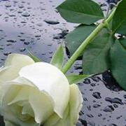 পুষ্পরাগ বাশিরা