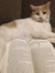 Phoebe