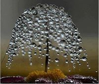 আমজাদ আলী