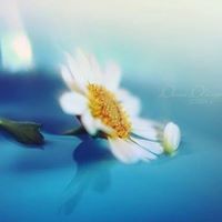 أمينة معطلاوي