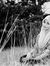 Nur Suh...