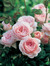 Sumaya