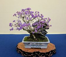 Callicarpa