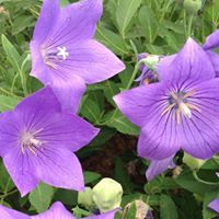 Дашмаа Гончигдорж