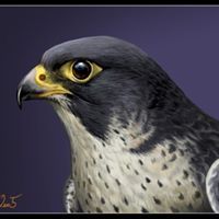 Sayed Abd Elfattah