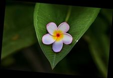 حنين المشاعر