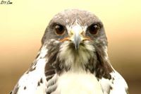 حسن الكتالوني