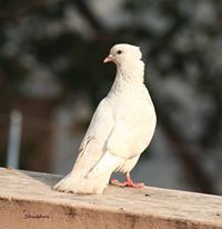 শুভ্র্রা প্রামাণিক