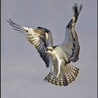 نمر بن عدوان