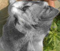 काटीकुटी समुन्द्र