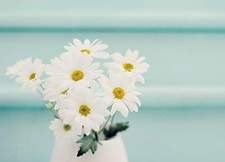 ياسمين  شداد 