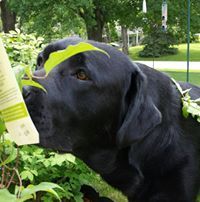 Krissy Petersen Schmidt