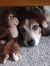 Lisa Hauck