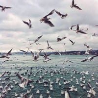 ياسمين الشام