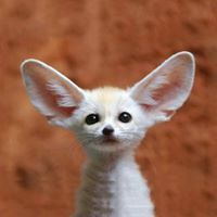 Отгоо Отгоо