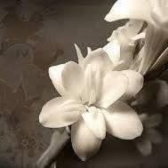 Saadia Mohamed Hashem