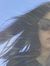 Nashwa S.