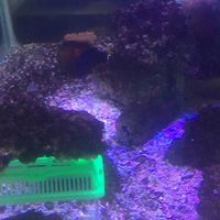 Μωάμεθ το φάντασμα