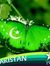 Imran A...
