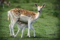 عبدالله السر