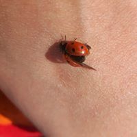 Симона Туртева