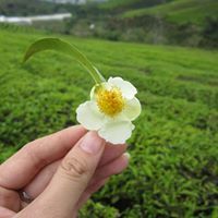 Như Anh