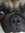 Nemo Pug