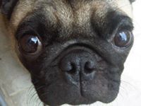 Nemo Pug