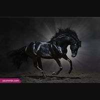 ابراهيم ضيف