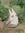 evi