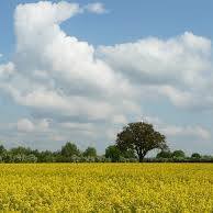 محمد الصالح