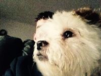 Bartholomew Sompvanovitch