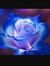 Rosa Va...