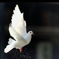 ساره البحيرى