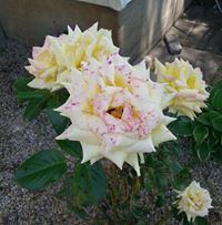 Laurel von Dobschutz