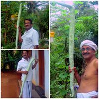 Parameswaran C