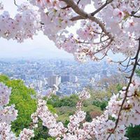 نعومة الياسمين