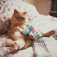 Nqwebopteryx Specialpaketelor